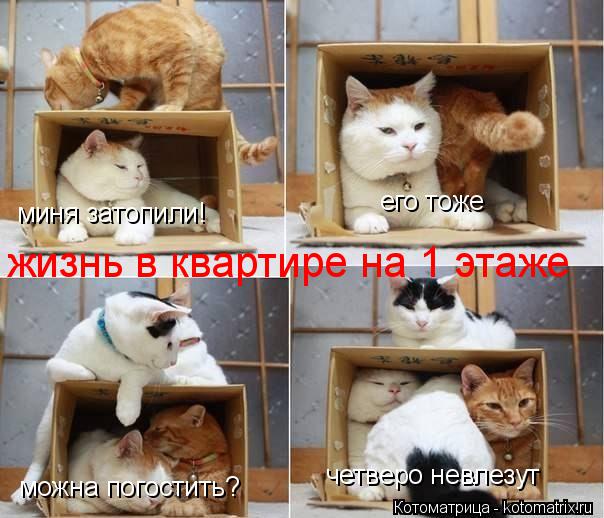 Котоматрица: миня затопили! его тоже можна погостить? четверо невлезут жизнь в квартире на 1 этаже