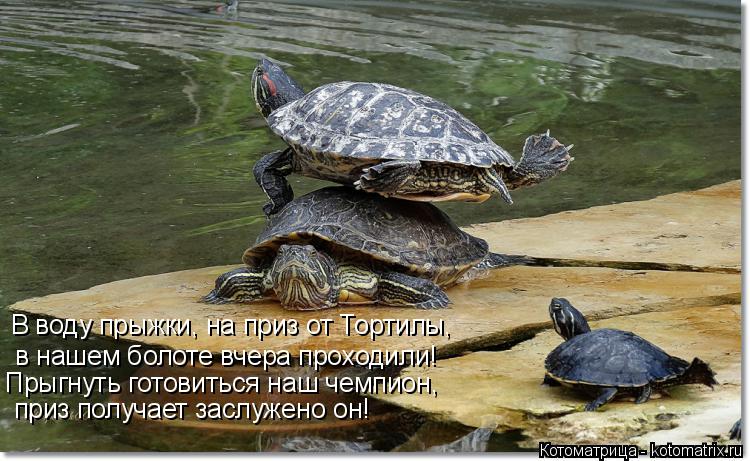Котоматрица: В воду прыжки, на приз от Тортилы, в нашем болоте вчера проходили! Прыгнуть готовиться наш чемпион, приз получает заслужено он!