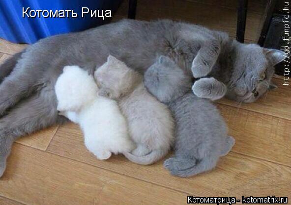 Котоматрица: Котомать Рица
