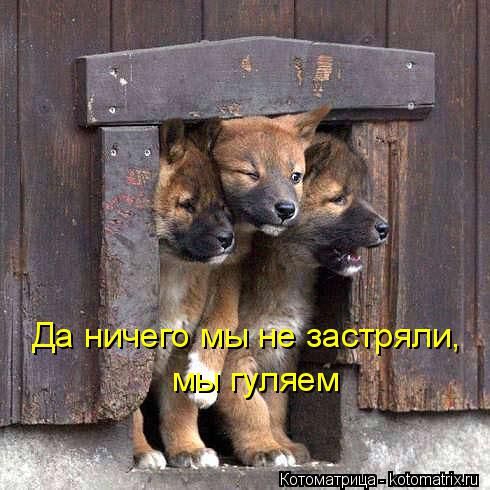 Котоматрица: Да ничего мы не застряли,  мы гуляем