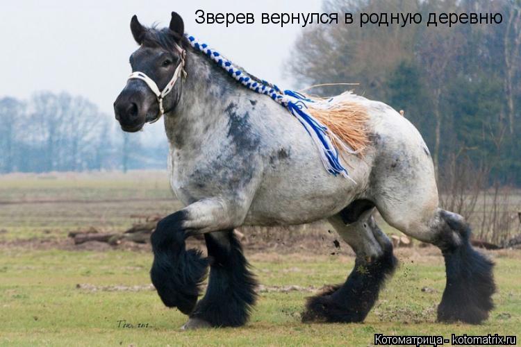 Зверев вернулся в родную деревню... Котоматрица: Зверев вернулся в родную деревню