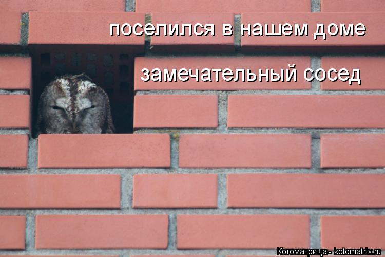 Котоматрица: поселился в нашем доме замечательный сосед