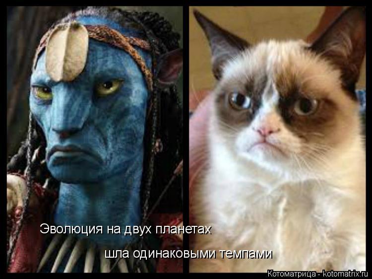 Котоматрица: Эволюция на двух планетах шла одинаковыми темпами