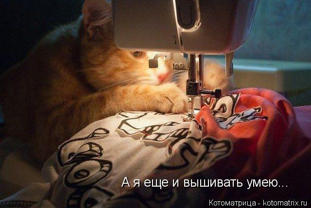 Котоматрица: А я еще и вышивать умею...