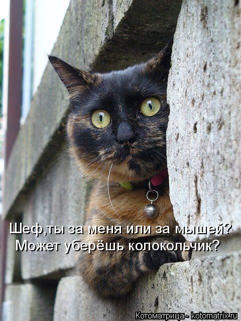 Котоматрица: Шеф,ты за меня или за мышей? Может уберёшь колокольчик?