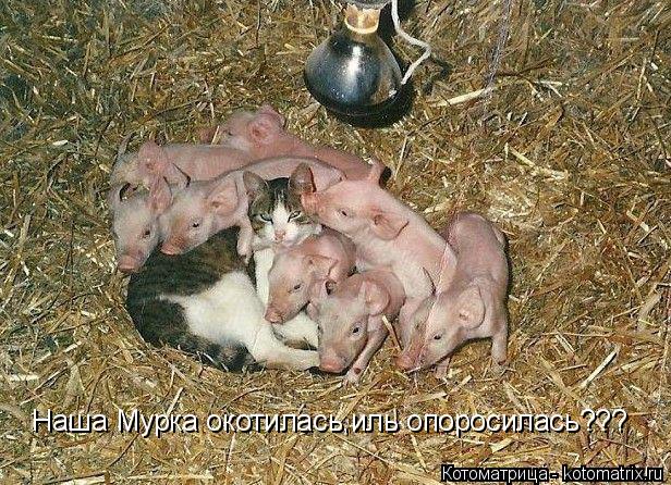 Котоматрица: Наша Мурка окотилась,иль опоросилась???