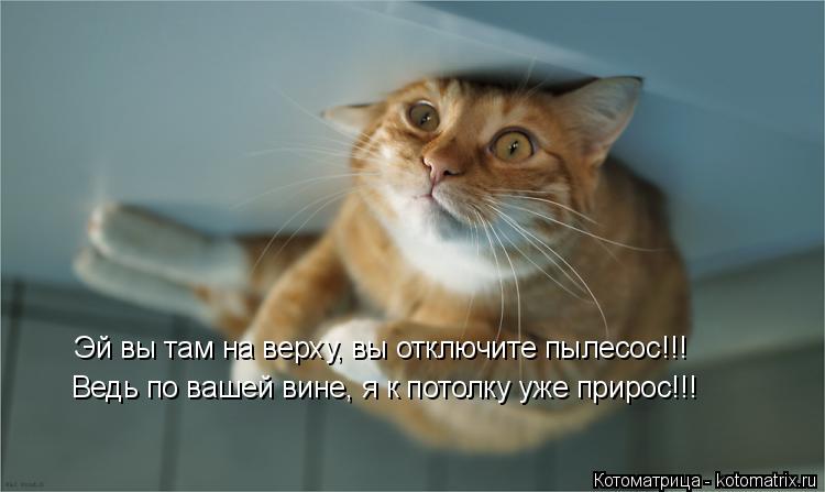 Котоматрица: Ведь по вашей вине, я к потолку уже прирос!!! Эй вы там на верху, вы отключите пылесос!!!