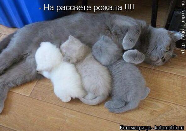Котоматрица: - На рассвете рожала !!!!