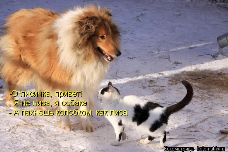 Котоматрица: -О лисичка, привет! - Я не лиса, я собака - А пахнешь колобком, как лиса