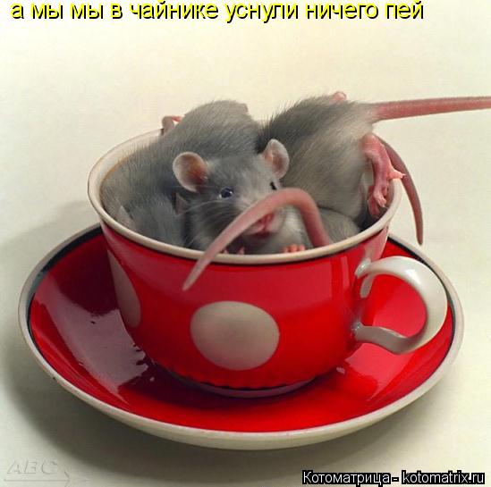 Котоматрица: а мы мы в чайнике уснули ничего пей