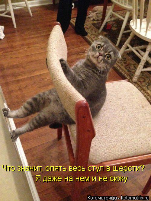 Котоматрица: Что значит, опять весь стул в шерсти? Я даже на нем и не сижу