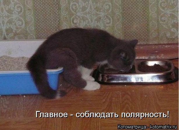 Котоматрица: Главное - соблюдать полярность!