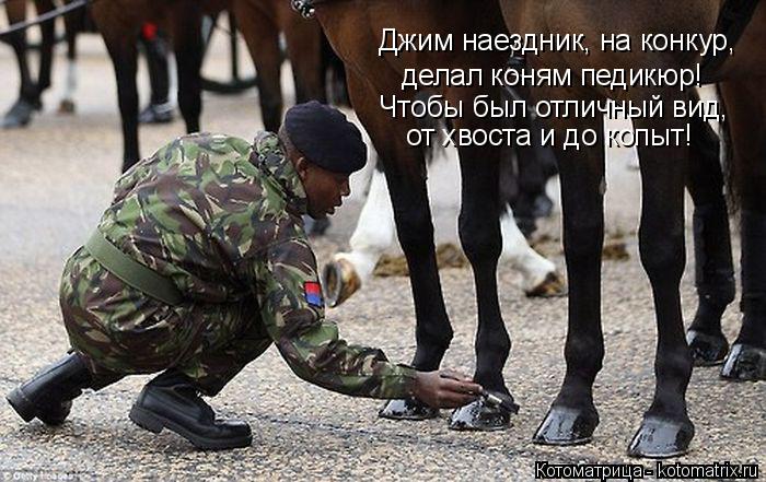 Котоматрица: Джим наездник, на конкур, делал коням педикюр! Чтобы был отличный вид, от хвоста и до копыт!