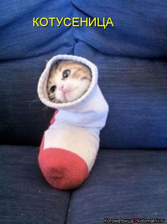 Котоматрица: КОТУСЕНИЦА