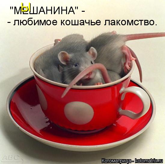 Котоматрица: "МЕШАНИНА" -  Ы - любимое кошачье лакомство.