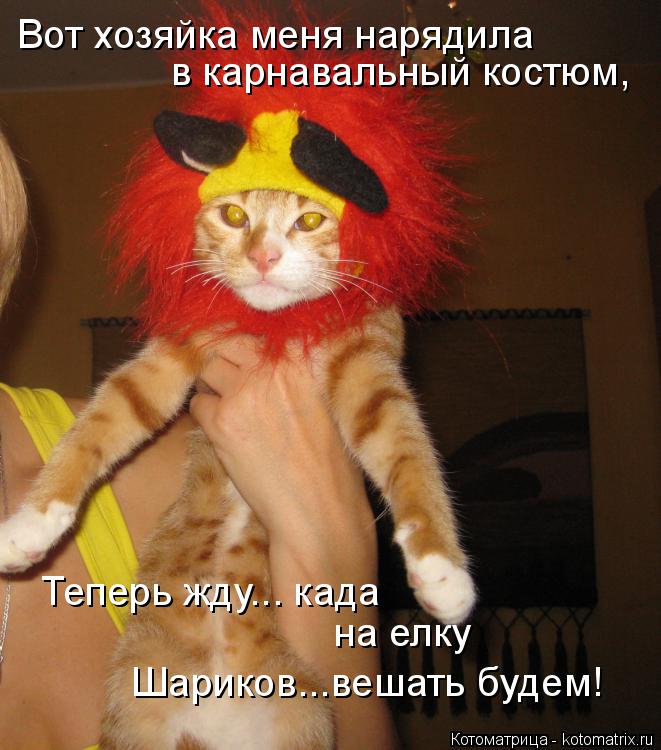 Котоматрица: Вот хозяйка меня нарядила  в карнавальный костюм,  Теперь жду... када на елку Шариков...вешать будем!