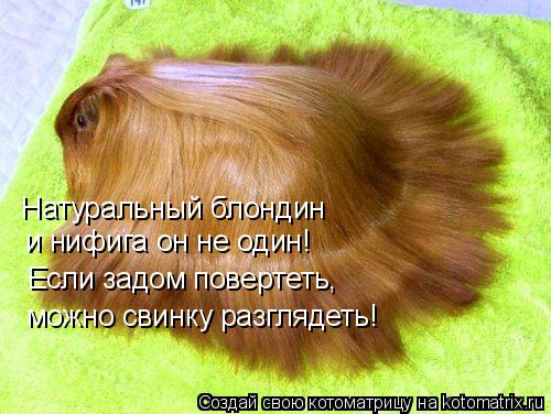 Котоматрица: Натуральный блондин и нифига он не один! Если задом повертеть, можно свинку разглядеть!