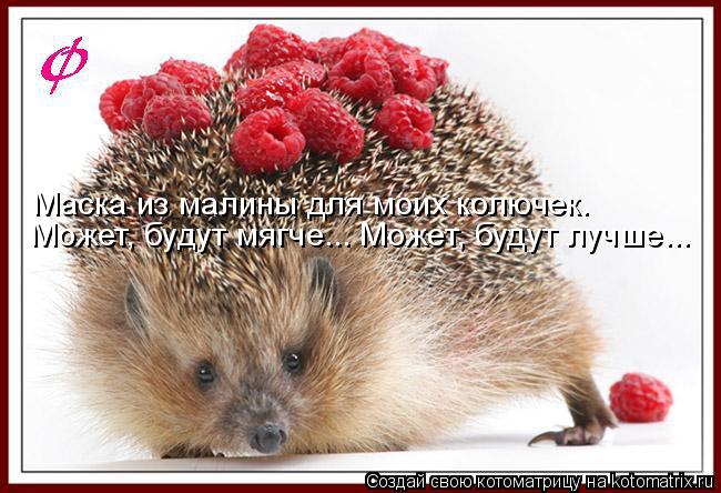 Котоматрица: Может, будут мягче... Может, будут лучше... Маска из малины для моих колючек.