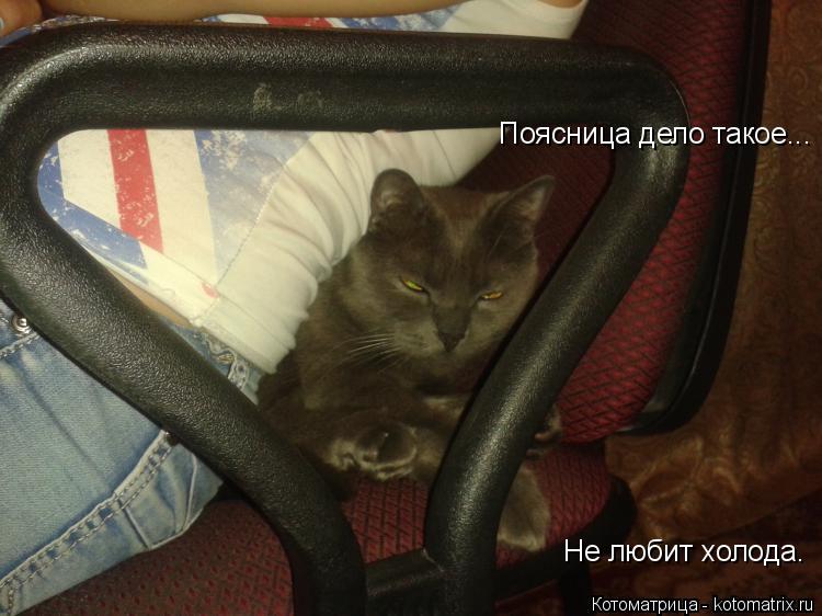 Котоматрица: Поясница дело такое... Не любит холода.