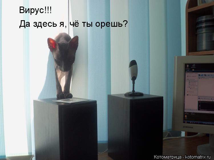 Котоматрица: Вирус!!! Да здесь я, чё ты орешь?