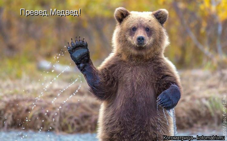 Превед,Медвед!... Котоматрица: Превед,Медвед!