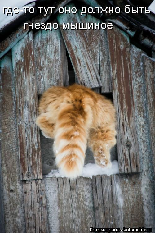Котоматрица: где-то тут оно должно быть гнездо мышиное