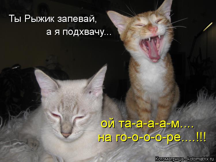 Котоматрица: Ты Рыжик запевай, а я подхвачу... ой та-а-а-а-м.... на го-о-о-о-ре....!!!