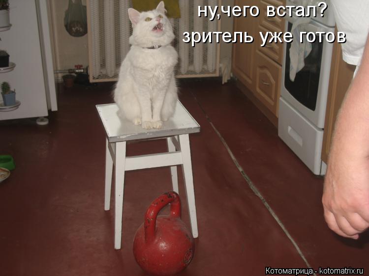 Котоматрица: ну,чего встал? зритель уже готов
