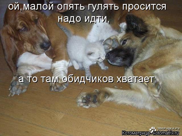 Котоматрица: ой,малой опять гулять просится надо идти, а то там обидчиков хватает