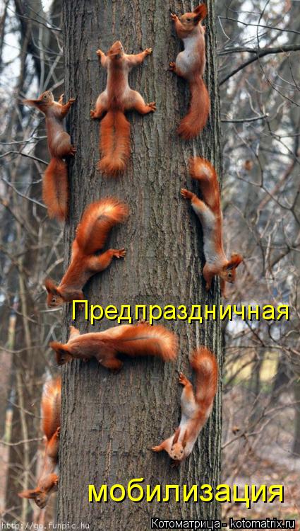 Предпраздничная мобилизация... Котоматрица: Предпраздничная мобилизация