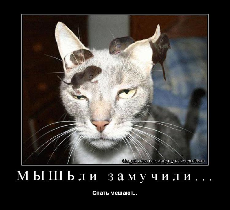 Котоматрица: МЫШЬли замучили... Спать мешают...