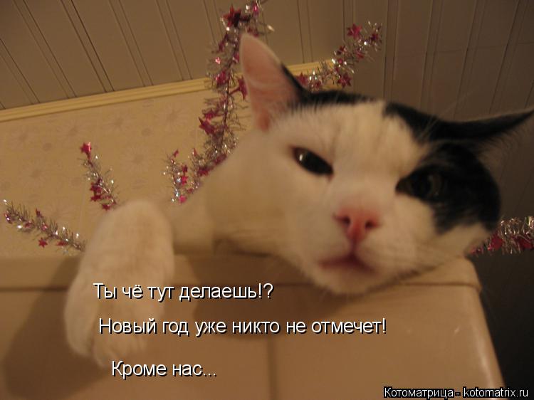 Ты чё тут делаешь!? Новый год уже никто не отмечет! Кроме нас...... Котоматрица: Ты чё тут делаешь!? Новый год уже никто не отмечет! Кроме нас...