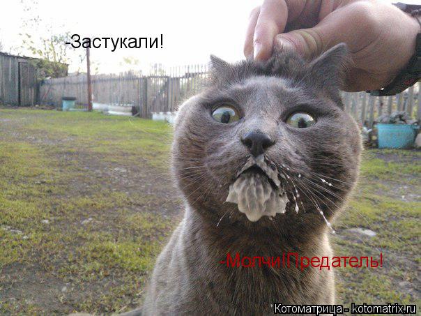 Котоматрица: -Застукали! -Молчи!Предатель!
