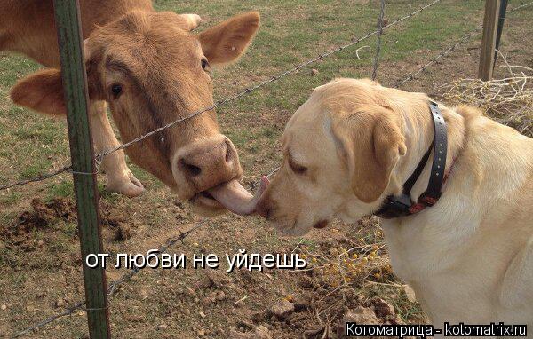 Котоматрица: от любви не уйдешь
