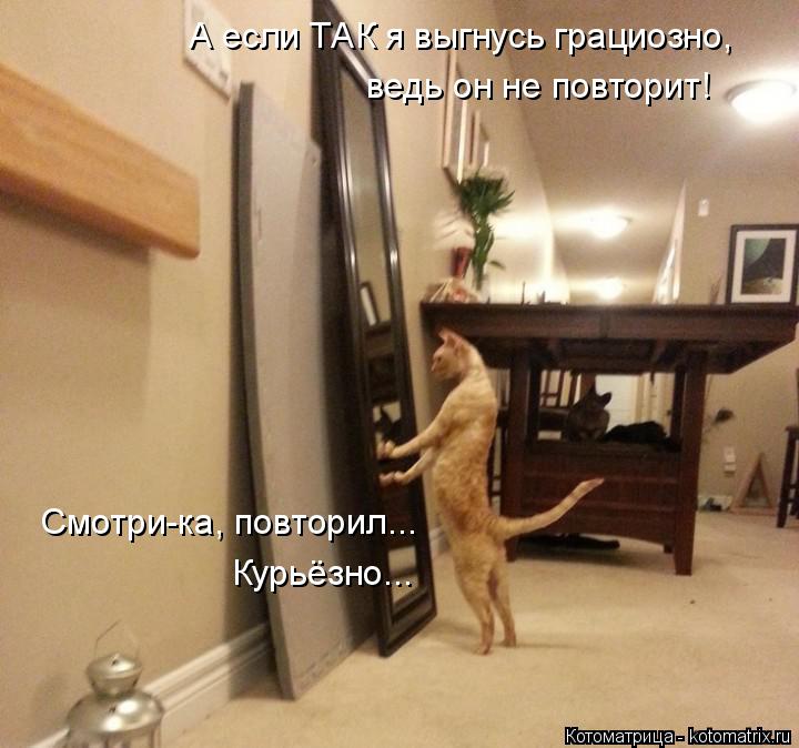 Котоматрица: А если ТАК я выгнусь грациозно, ведь он не повторит! Смотри-ка, повторил... Курьёзно...