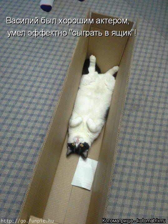 Котоматрица: Василий был хорошим актером, умел эффектно "сыграть в ящик"!