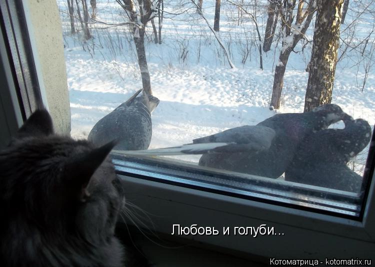 Котоматрица: Любовь и голуби...