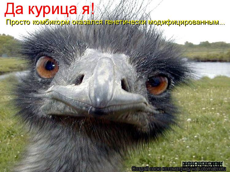 Да курица я! Просто комбикорм оказался генетически модифицированным... ЖЖЖЖЖЖ ЕЕЕЕЕЕЕЕ ЕЕЕЕЕЕЕЕ... Котоматрица: Да курица я! Просто комбикорм оказался генетически модифицированным... ЖЖЖЖЖЖ ЕЕЕЕЕЕЕЕ ЕЕЕЕЕЕЕЕ