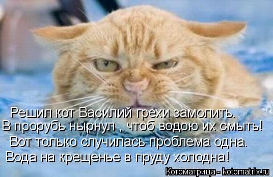 Котоматрица: Вода на крещенье в пруду холодна! Вот только случилась проблема одна. Решил кот Василий грехи замолить. В прорубь нырнул , чтоб водою их смыт