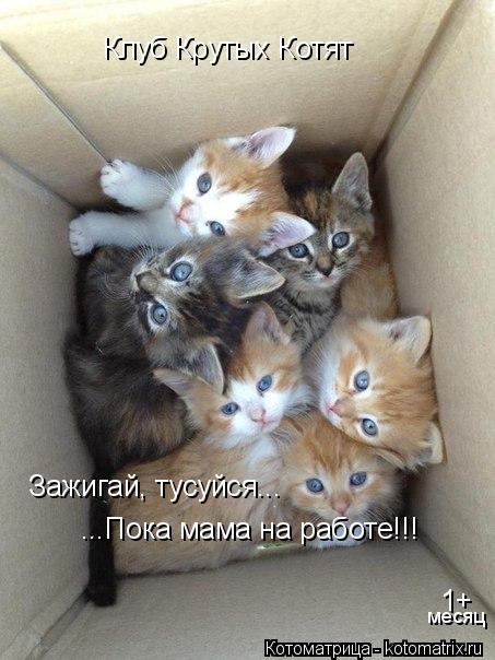 Котоматрица: Клуб Крутых Котят Зажигай, тусуйся... ...Пока мама на работе!!! 1+ месяц