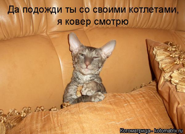 Котоматрица: Да подожди ты со своими котлетами, я ковер смотрю