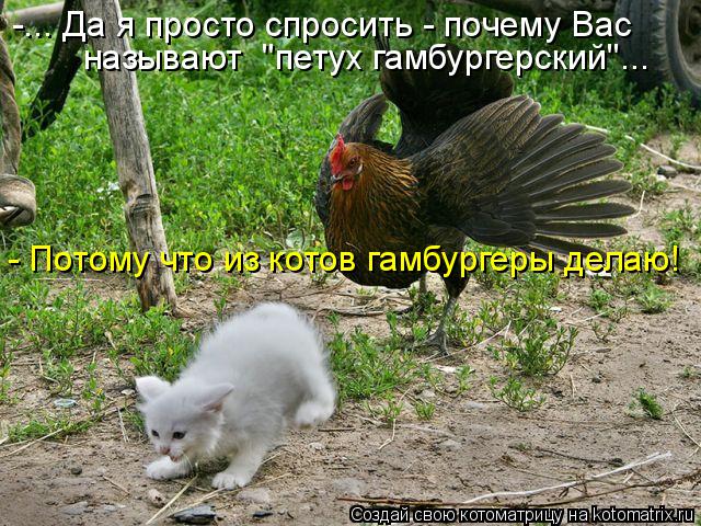 Котоматрица: -... Да я просто спросить - почему Вас  называют  "петух гамбургерский"... - Потому что из котов гамбургеры делаю!