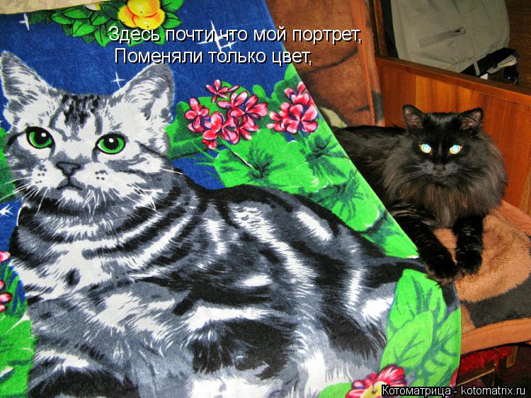 Котоматрица: Здесь почти что мой портрет, Поменяли только цвет,