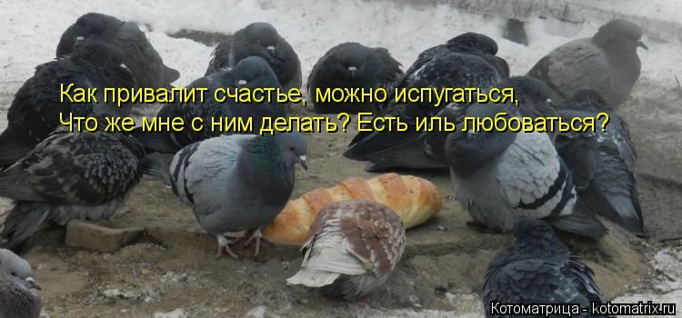 Котоматрица: Как привалит счастье, можно испугаться, Что же мне с ним делать? Есть иль любоваться?