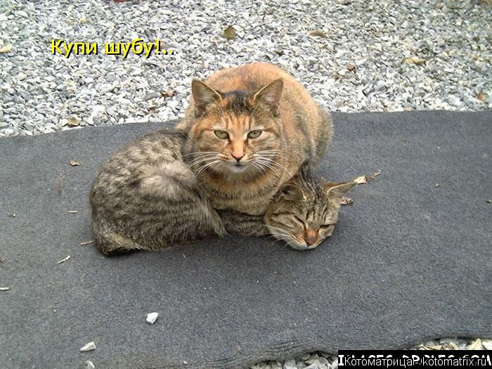Котоматрица: Купи шубу!..