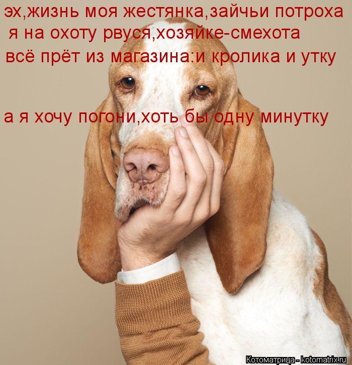 Котоматрица: эх,жизнь моя жестянка,зайчьи потроха я на охоту рвуся,хозяйке-смехота всё прёт из магазина:и кролика и утку а я хочу погони,хоть бы одну мину