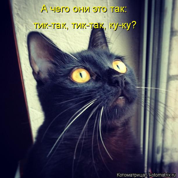 Котоматрица: А чего они это так: тик-так, тик-так, ку-ку?