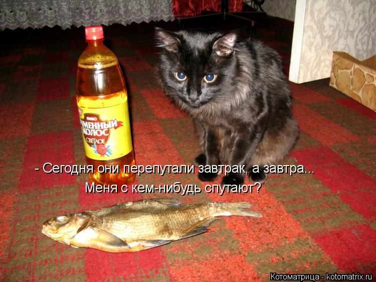 Котоматрица: - Сегодня они перепутали завтрак, а завтра...   Меня с кем-нибудь спутают?
