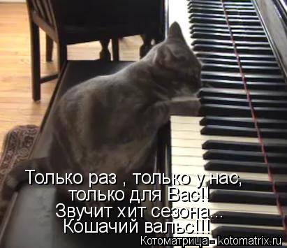 Котоматрица: Только раз , только у нас, только для Вас!! Звучит хит сезона... Кошачий вальс!!!