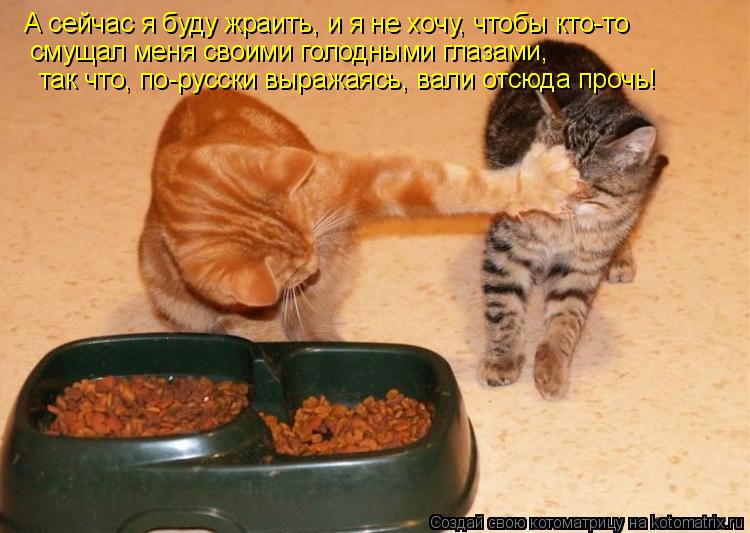 Котоматрица: А сейчас я буду жраить, и я не хочу, чтобы кто-то смущал меня своими голодными глазами,  так что, по-русски выражаясь, вали отсюда прочь!